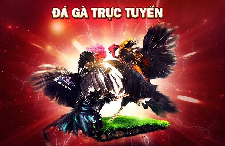 Bí Quyết Thành Công Với Đá Gà ABC8: Kinh Nghiệm Từ Cao Thủ